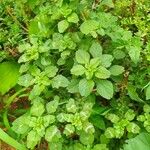 Amaranthus blitum Blad