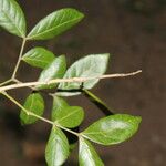 Albizia adinocephala Blatt