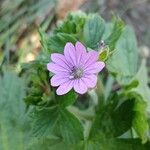 Geranium pyrenaicumFlower