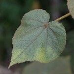 Dombeya reclinata 葉