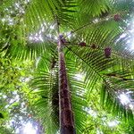 Cyathea arborea Hoja