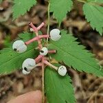 Actaea pachypoda Fruit