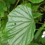 Begonia comorensis Leaf