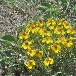 Zinnia grandiflora Hábito