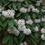 Rhododendron × geraldii Flower