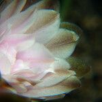 Gymnocalycium spp. Fleur