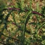 Carlina corymbosa Blatt