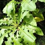 Sonchus fruticosus Hoja