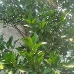 Citrus reticulata Frunză