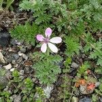 Erodium cicutarium 花