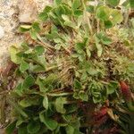 Trifolium suffocatum Mosusu