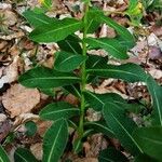 Euphorbia hyberna Kaarna