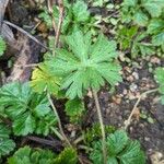 Geranium carolinianum Fuelha