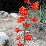 Delphinium cardinale Hábito