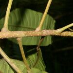 Conchocarpus nicaraguensis Bark