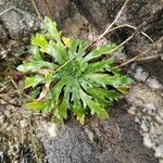 Plantago weldenii Leaf