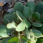 Limonium duriusculum Leaf
