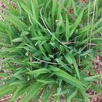 Hemerocallis middendorffii List