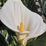 Zantedeschia aethiopica Blüte
