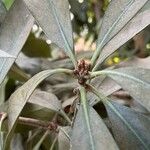 Lithocarpus edulis Sonstige