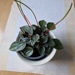 Peperomia caperata Leaf