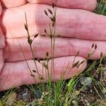 Fimbristylis autumnalis Habit