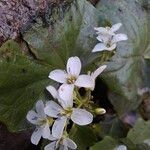 Cardamine asarifolia Fula