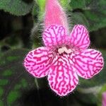 Kohleria amabilis Flower