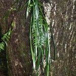 Vittaria scolopendrina
