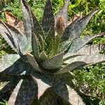 Aloe maculata Leaf