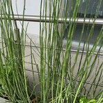 Equisetum hyemale Blad