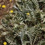 Cynara algarbiensis Habit