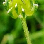 Ranunculus bulbosusFruit