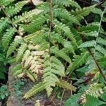 Dryopteris clintoniana Leaf