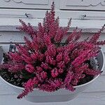 Calluna vulgaris Fleur