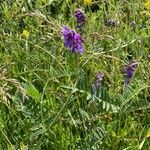 Vicia incana Flor