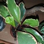 Peperomia tricolor برگ