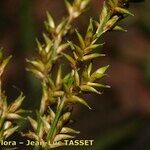 Carex elongata Beste bat