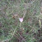 Ononis tridentata Çiçek