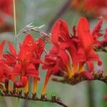 Crocosmia paniculata Flower