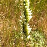 Spiranthes romanzoffiana Flower