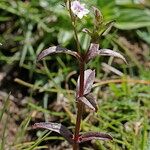 Veronica anagalloides Muu