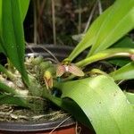 Bulbophyllum samoanum Habit