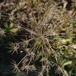 Angelica atropurpurea Vaisius