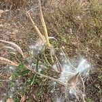 Asclepias tuberosa Blatt