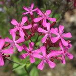 Vaccaria hispanica 花