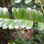 Pseudopiptadenia psilostachya Yaprak