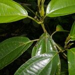 Miconia cooperi Blad