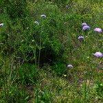 Knautia integrifolia Habit