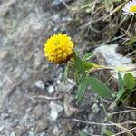 Trifolium badiumFlower